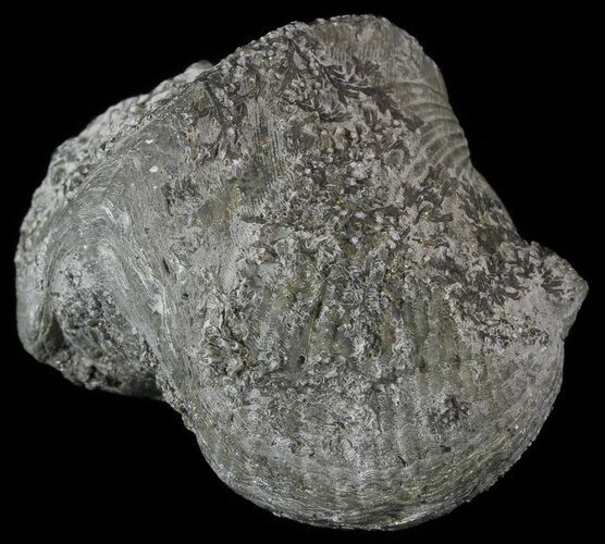 Pyrite Replaced Brachiopod (Paraspirifer) - Ohio #52708